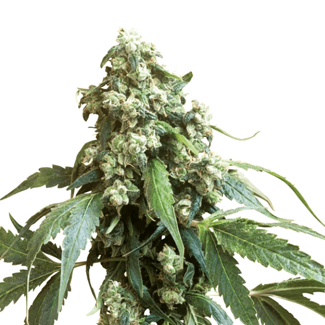 Cannabis der Sorte Jack Flash #5