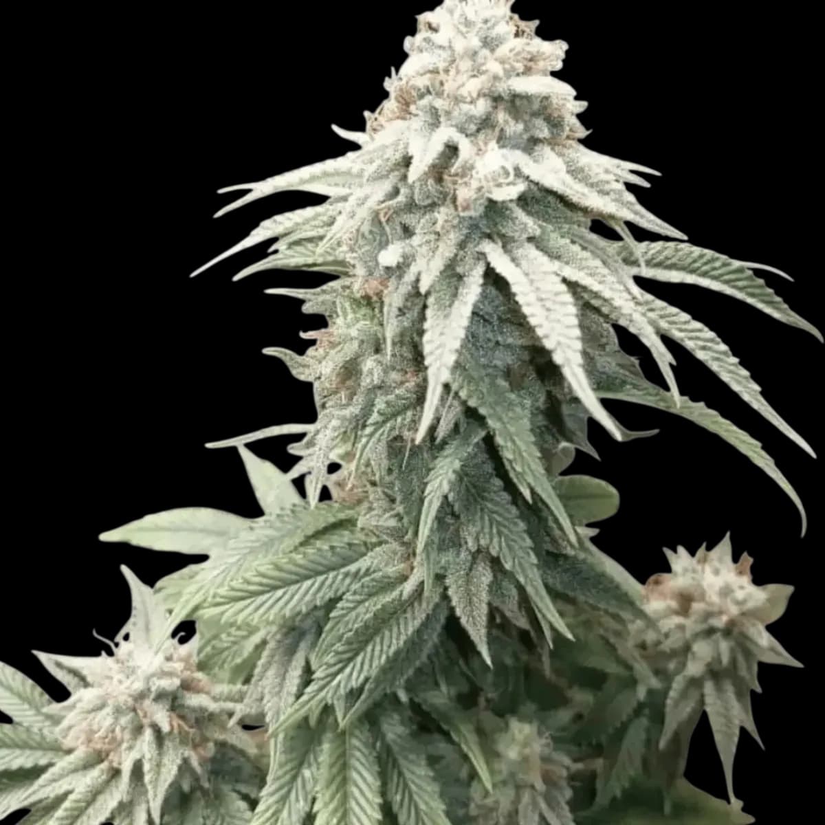 Med. Cannabis