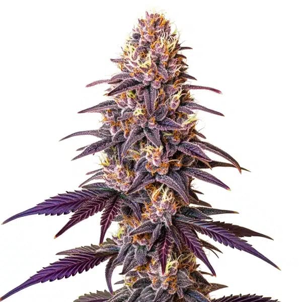 Med. Cannabis