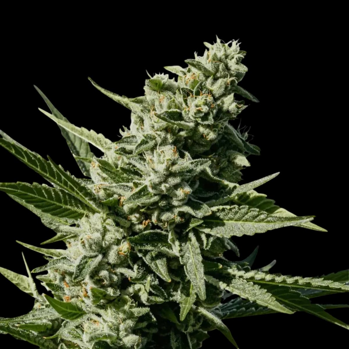 Med. Cannabis
