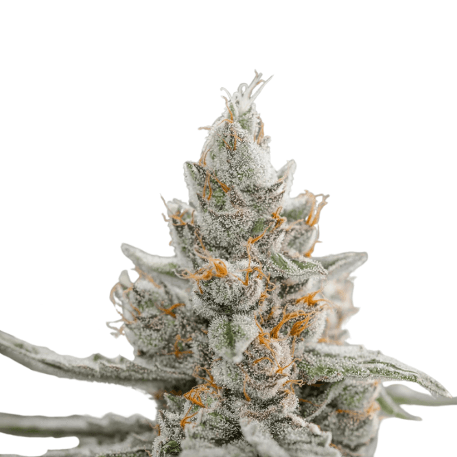 Cannabis der Sorte Lost Cause