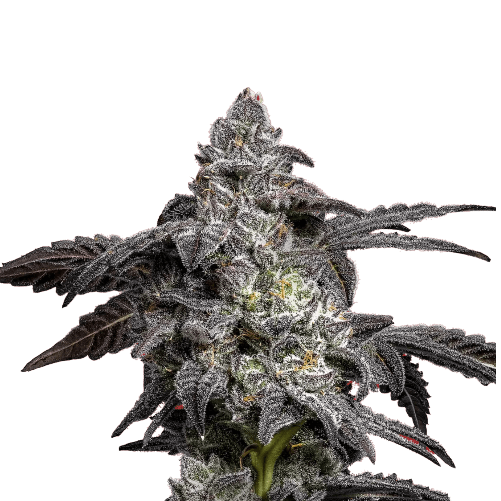 Med. Cannabis