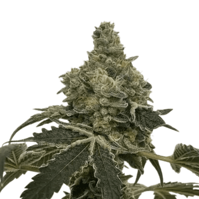 Cannabis der Sorte Marmelade