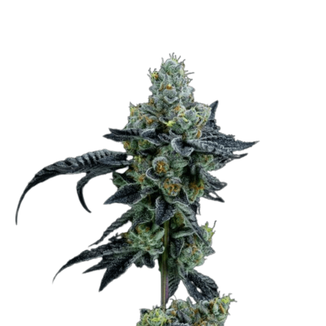 Cannabis der Sorte Minty Cookies