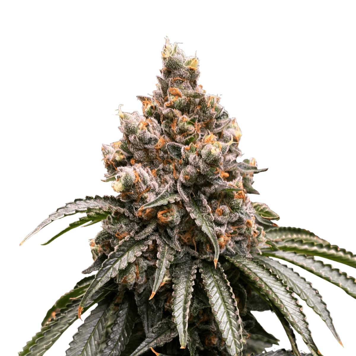 Cannabis der Sorte Mona Lisa