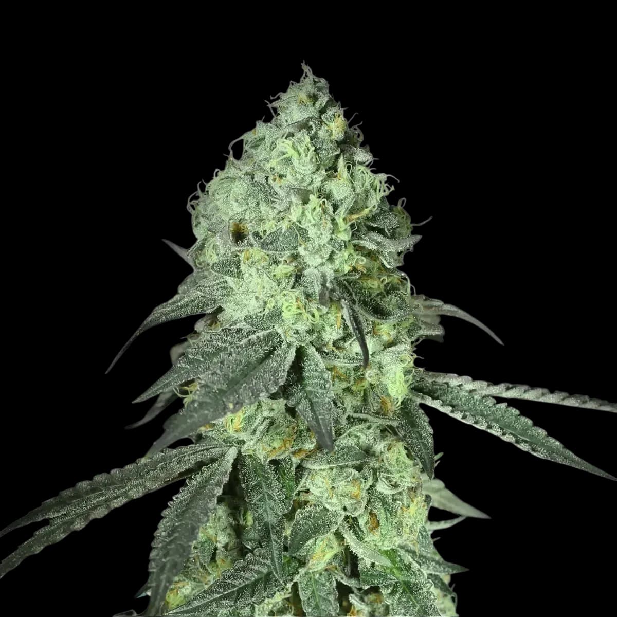 Med. Cannabis