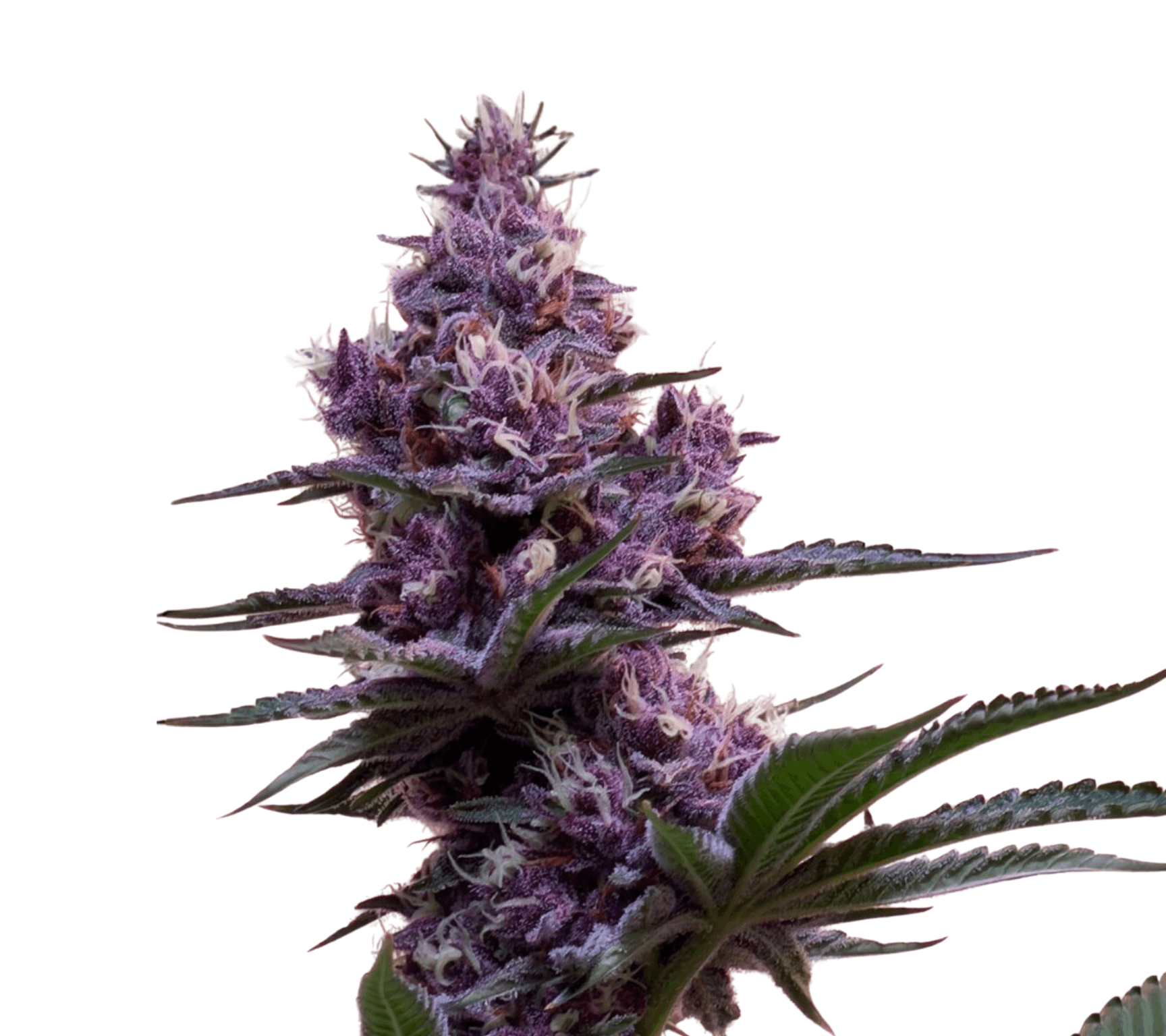 Cannabis der Sorte Petal Perfume