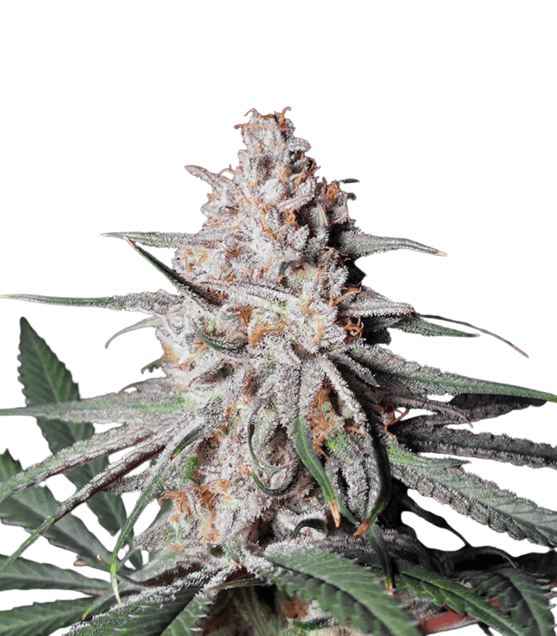 Cannabis der Sorte Peyote Critical