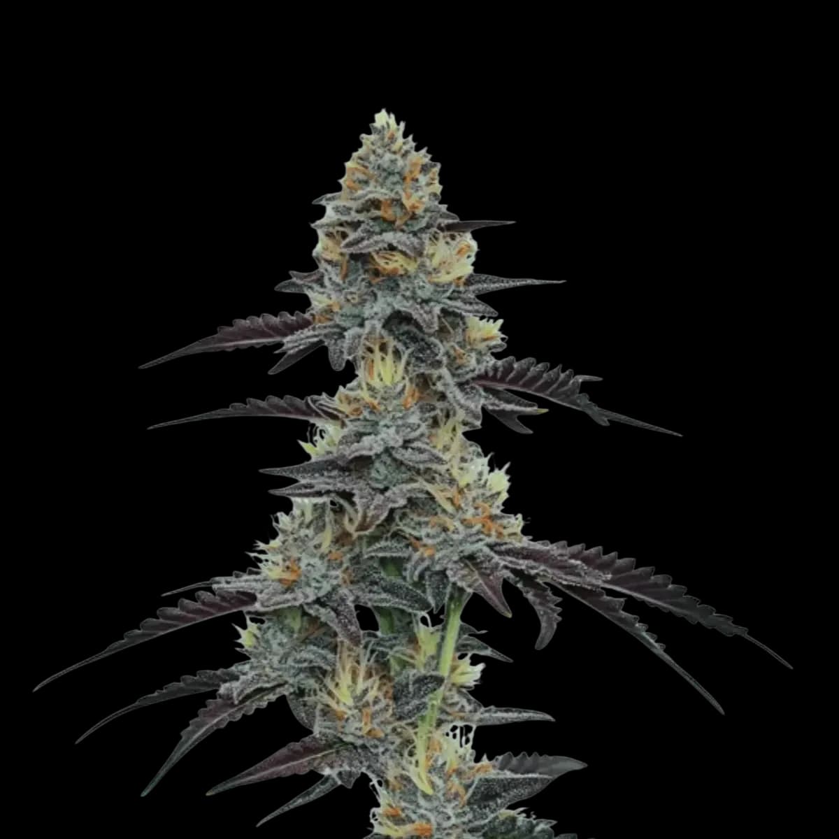 Cannabis der Sorte Pineapple Purps