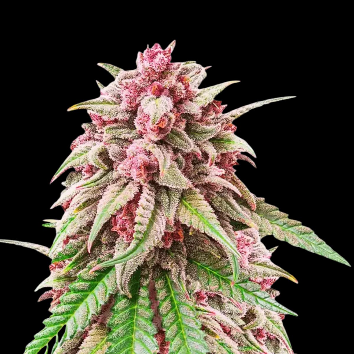 Med. Cannabis
