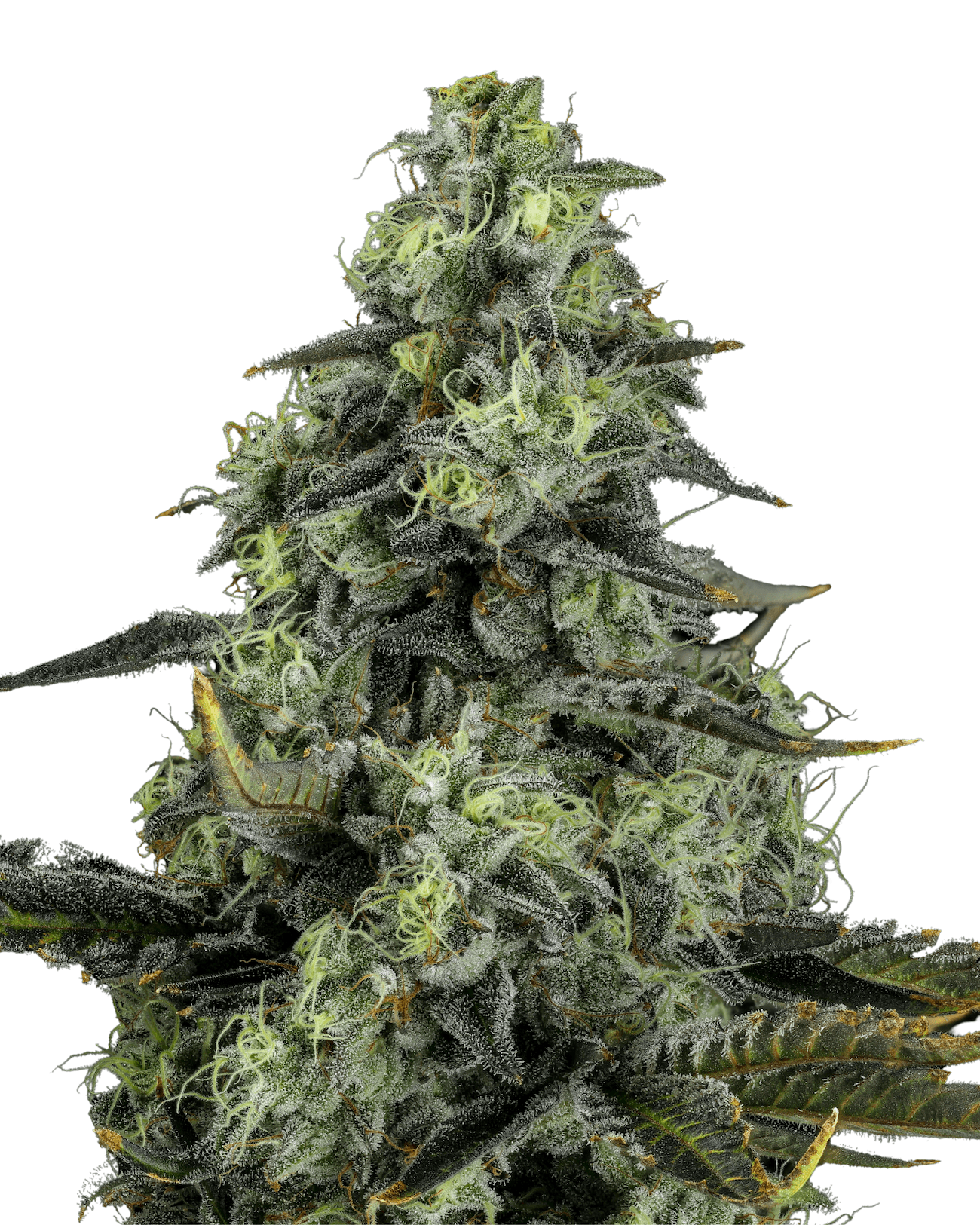 Cannabis der Sorte Platinum Oranges
