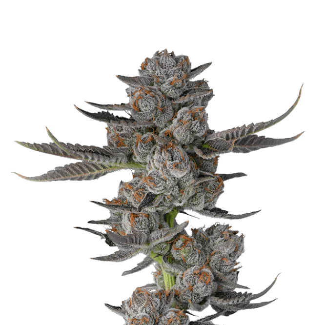 Med. Cannabis