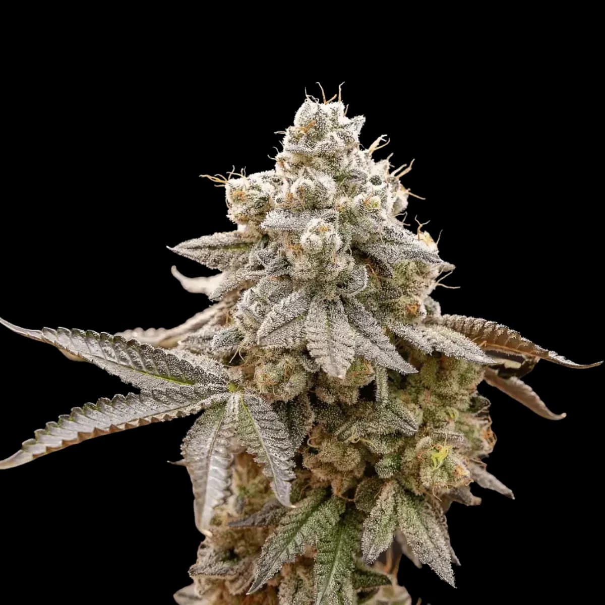 Med. Cannabis