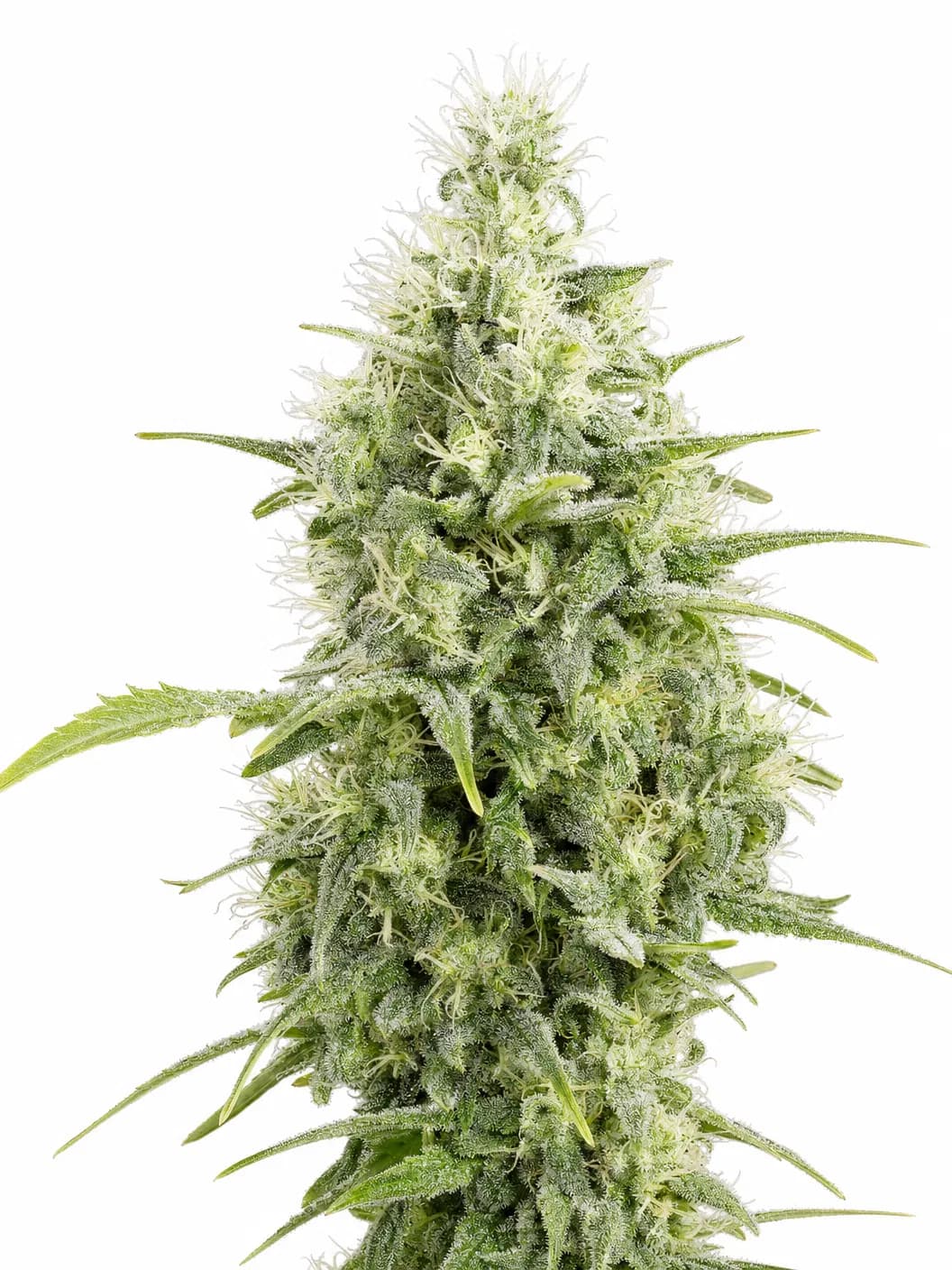 Cannabis der Sorte Royal Contest