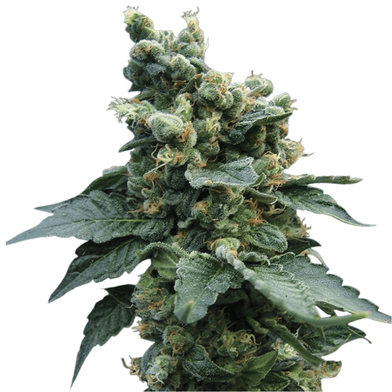 Cannabis der Sorte S.A.G.E. 'n Sour