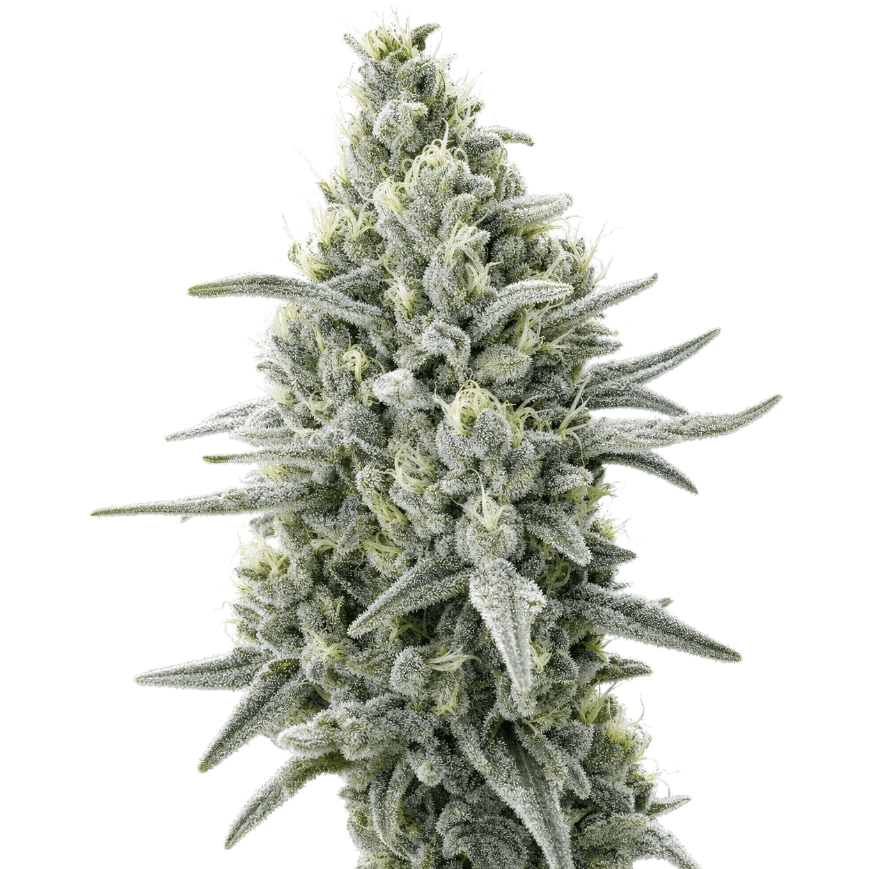 Cannabis der Sorte Sherb Fritter