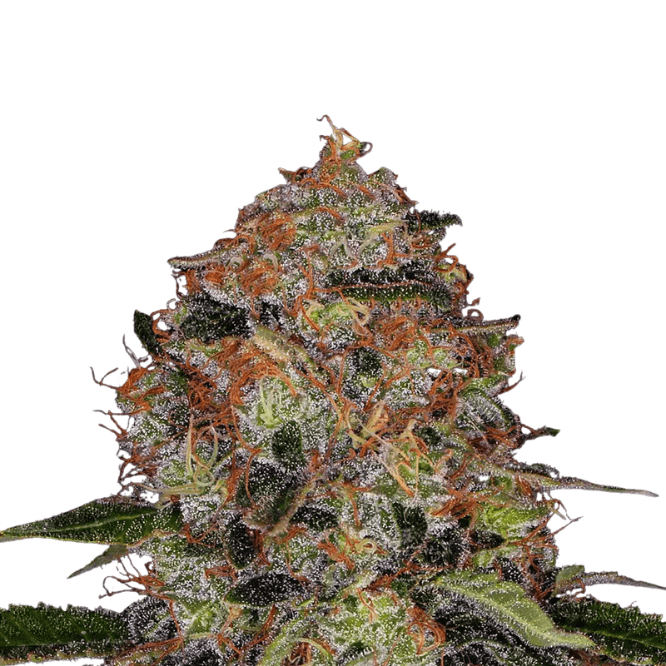 Cannabis der Sorte Shiskaberry