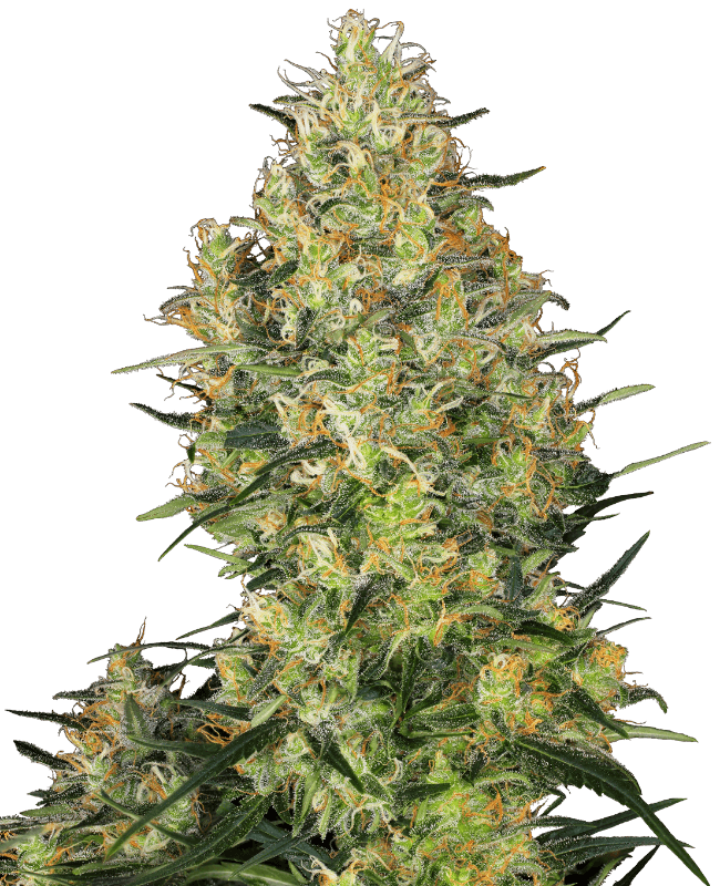 Cannabis der Sorte Shiva Skunk