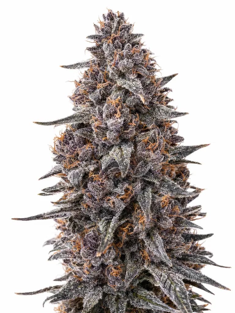 Cannabis der Sorte Sour Chocorilla