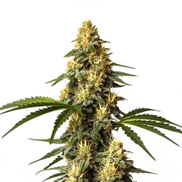 Cannabis der Sorte Sour Kush
