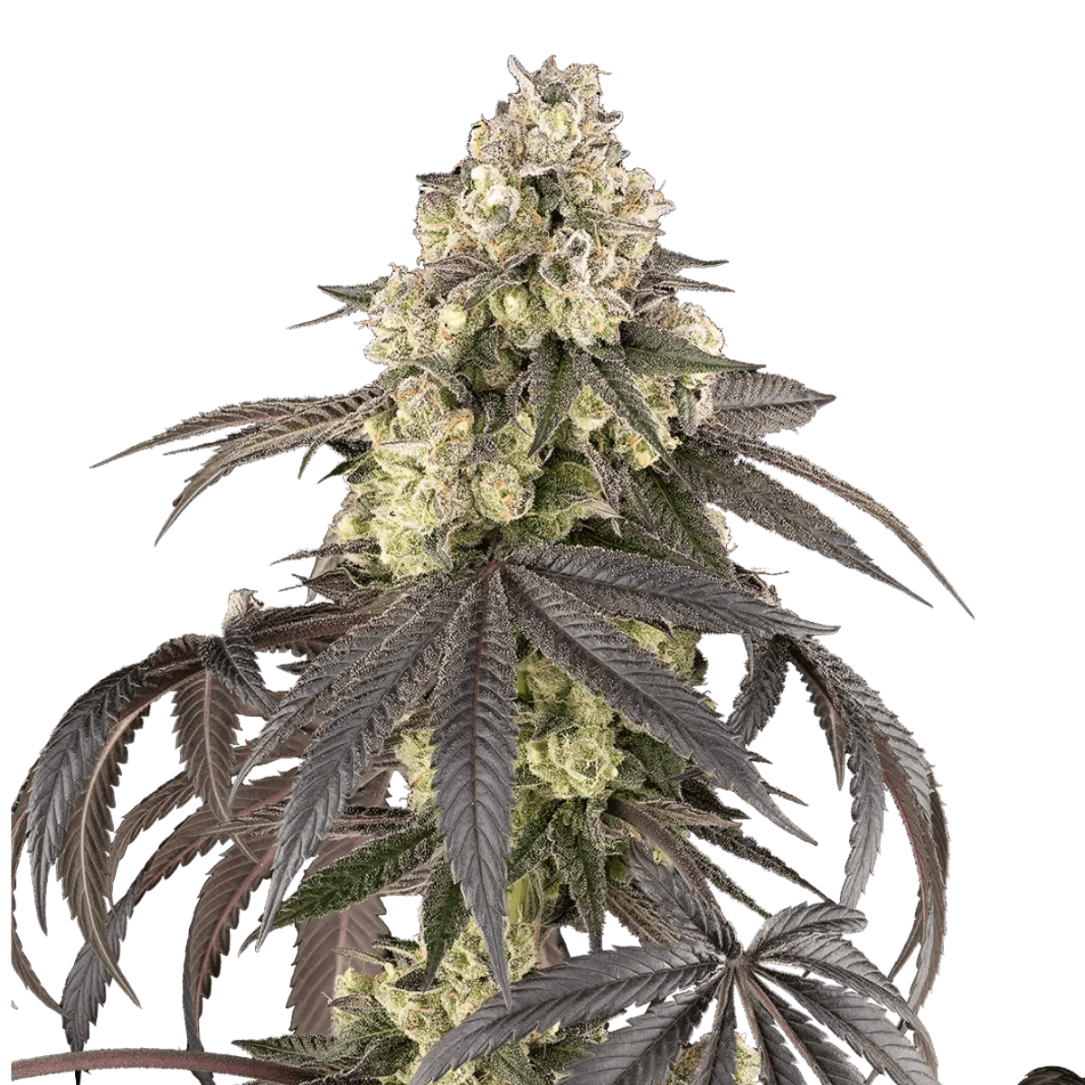 Cannabis der Sorte Sour Sherb