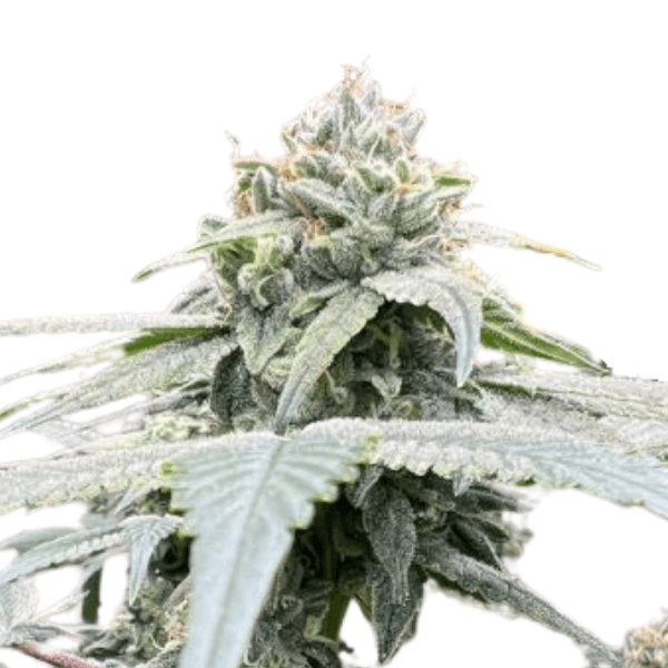 Cannabis der Sorte Studio 54
