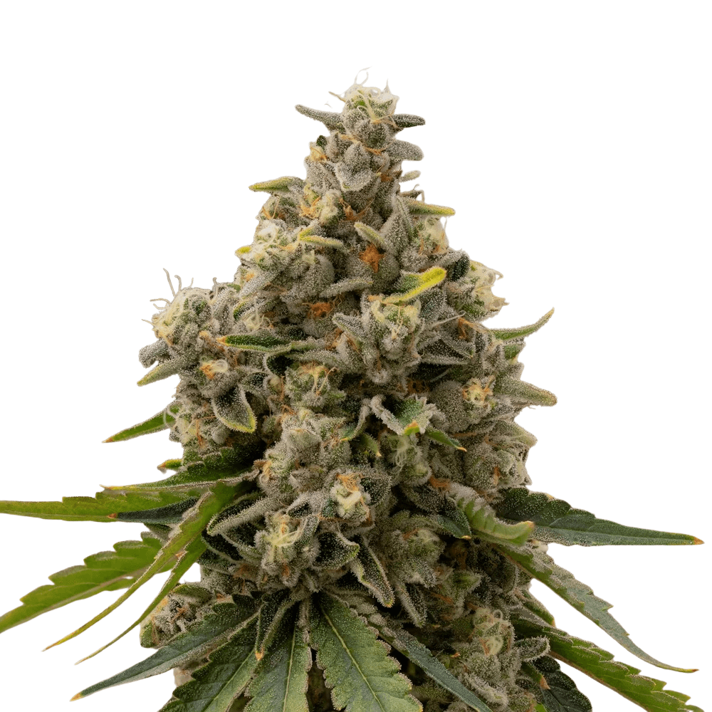 Cannabis der Sorte Sweetie Pie