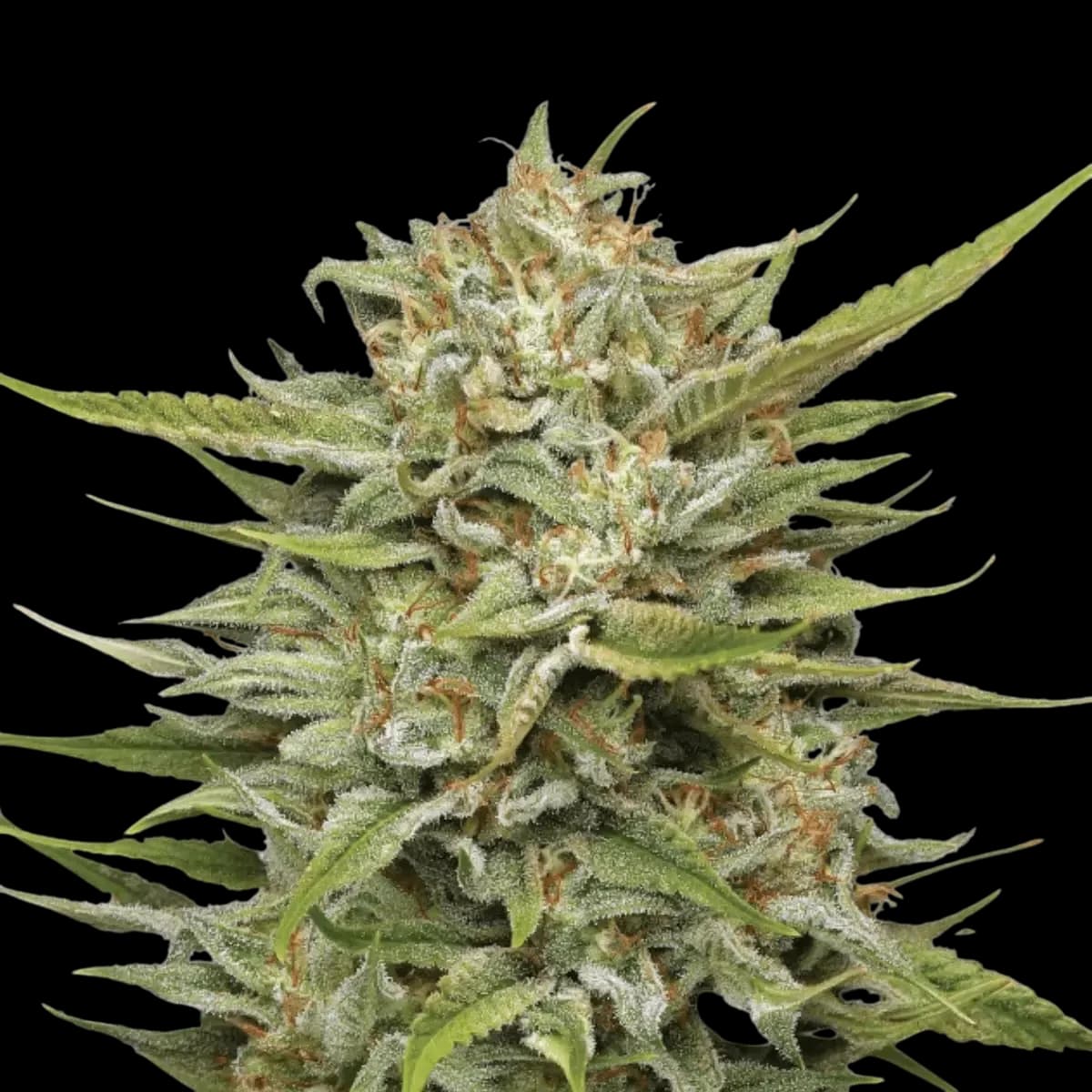 Cannabis der Sorte Thai Kush