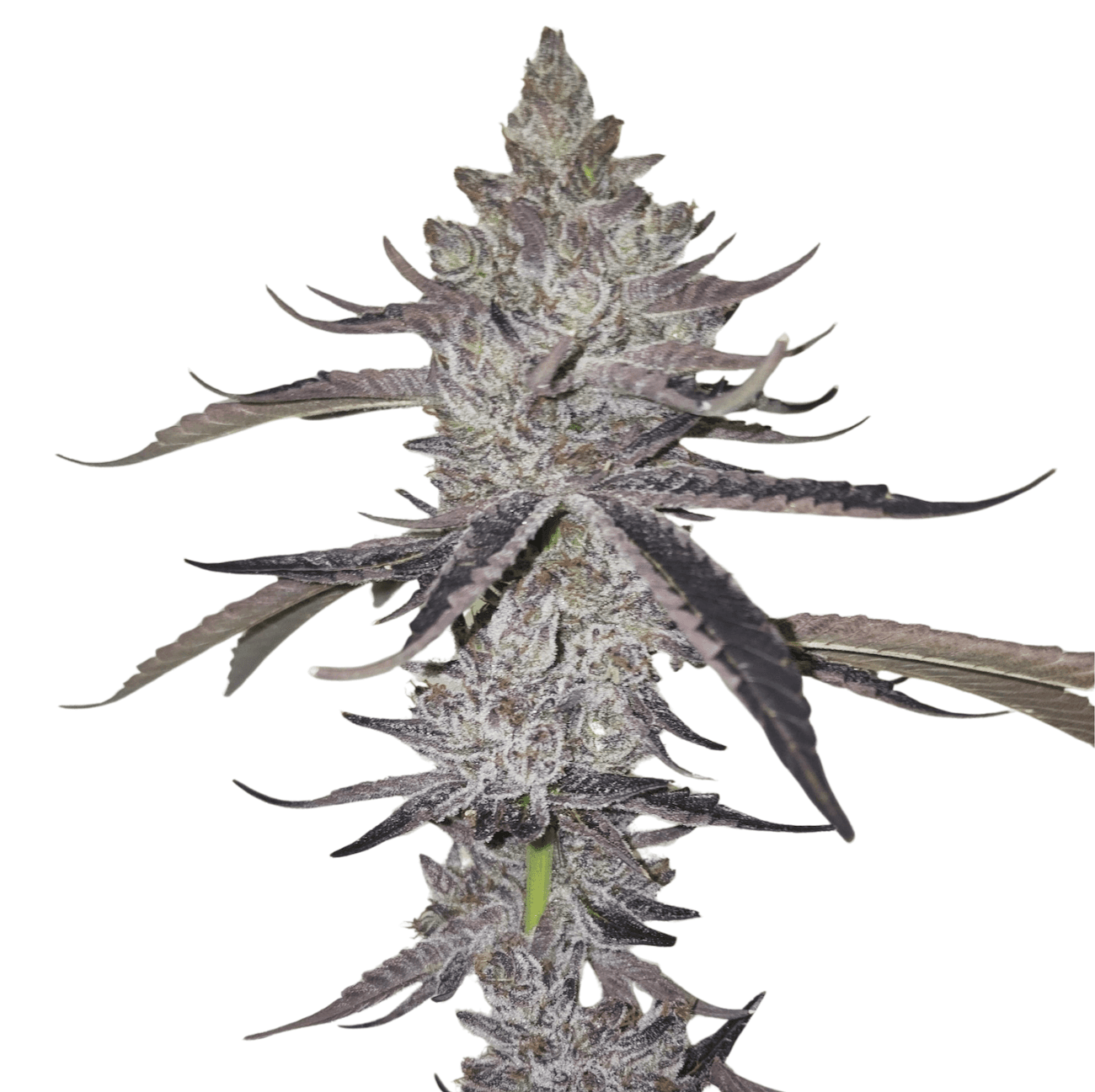 Med. Cannabis
