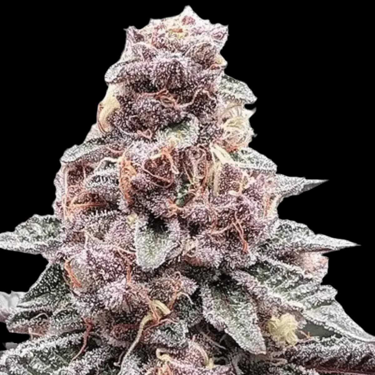 Med. Cannabis