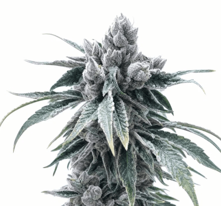 Med. Cannabis
