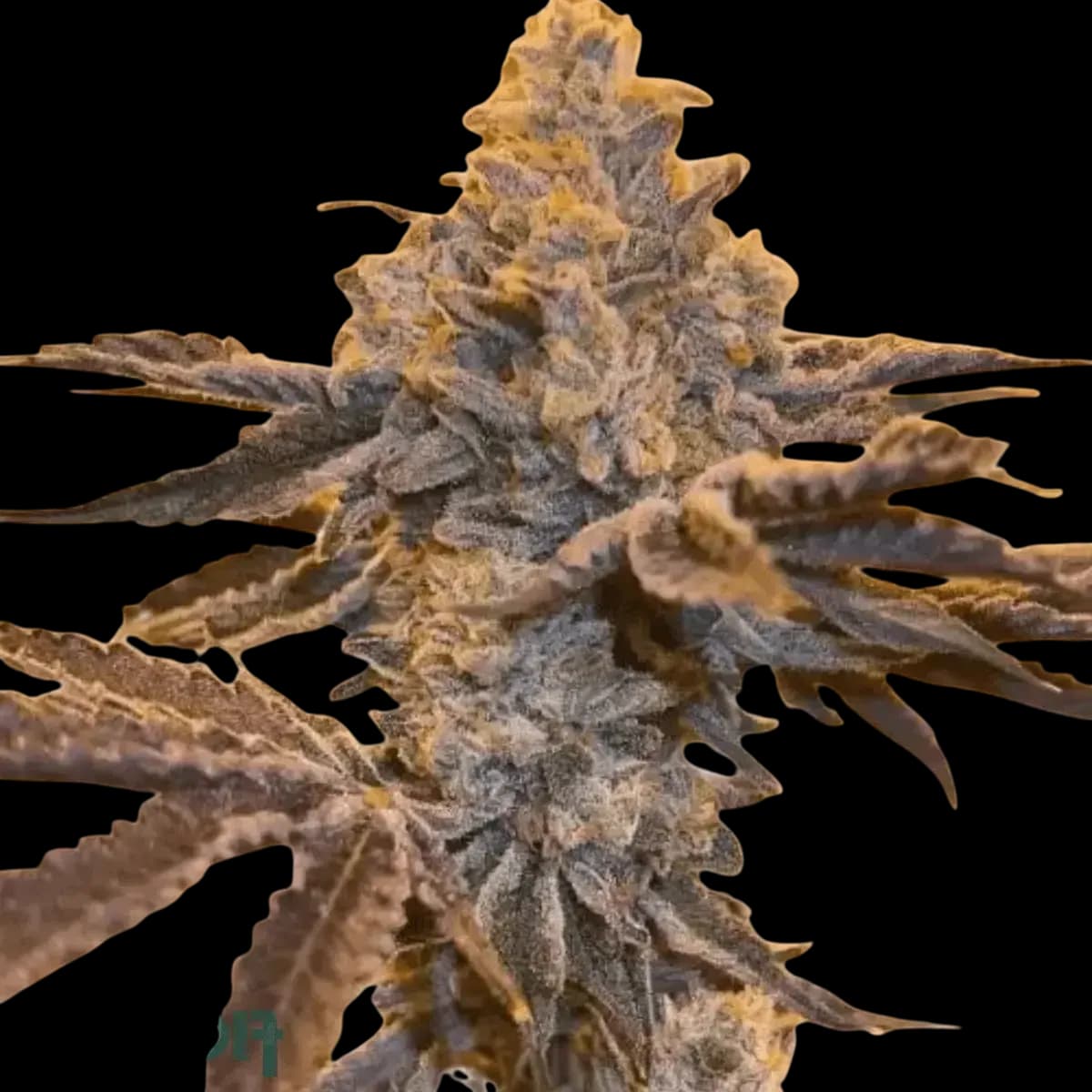 Med. Cannabis