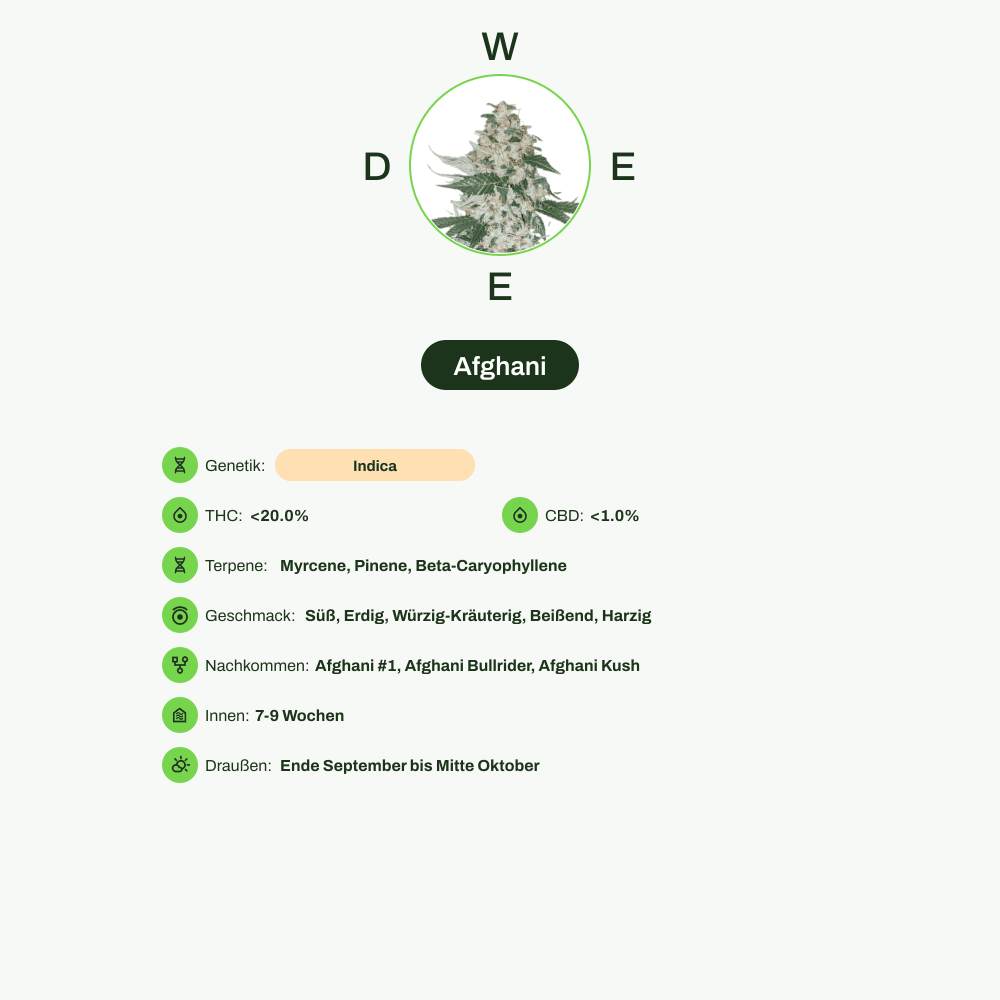 Infografik über THC-Gehalt, CBD-Gehalt, Terpene, Wirkungen, Geschmack von Afghani