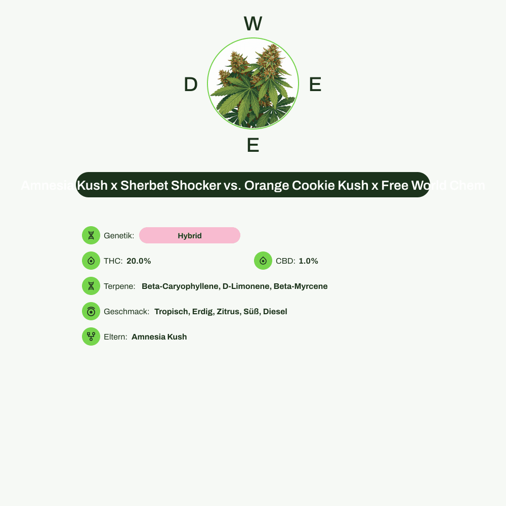 Infografik über THC-Gehalt, CBD-Gehalt, Terpene, Wirkungen, Geschmack von Amnesia Kush x Sherbet Shocker vs. Orange Cookie Kush x Free World Chem