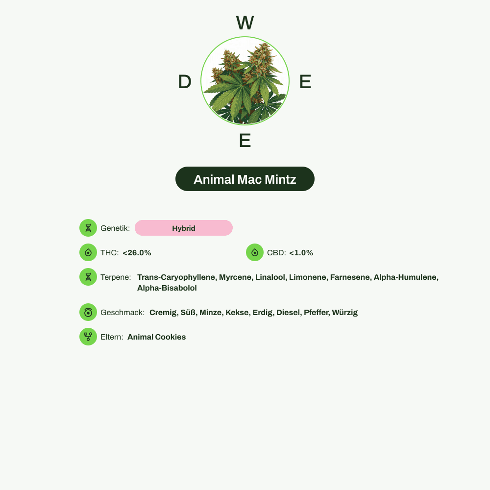 Infografik über THC-Gehalt, CBD-Gehalt, Terpene, Wirkungen, Geschmack von Animal Mac Mintz