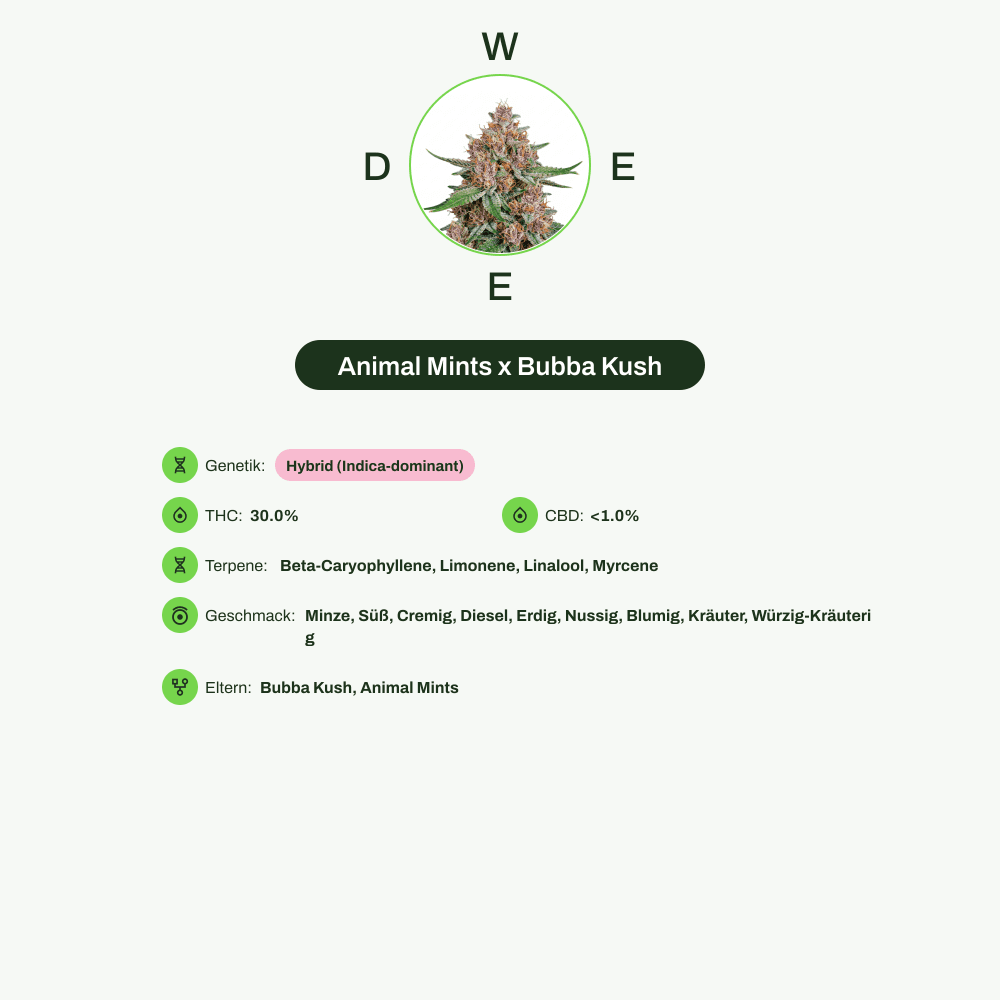 Infografik über THC-Gehalt, CBD-Gehalt, Terpene, Wirkungen, Geschmack von Animal Mints x Bubba Kush