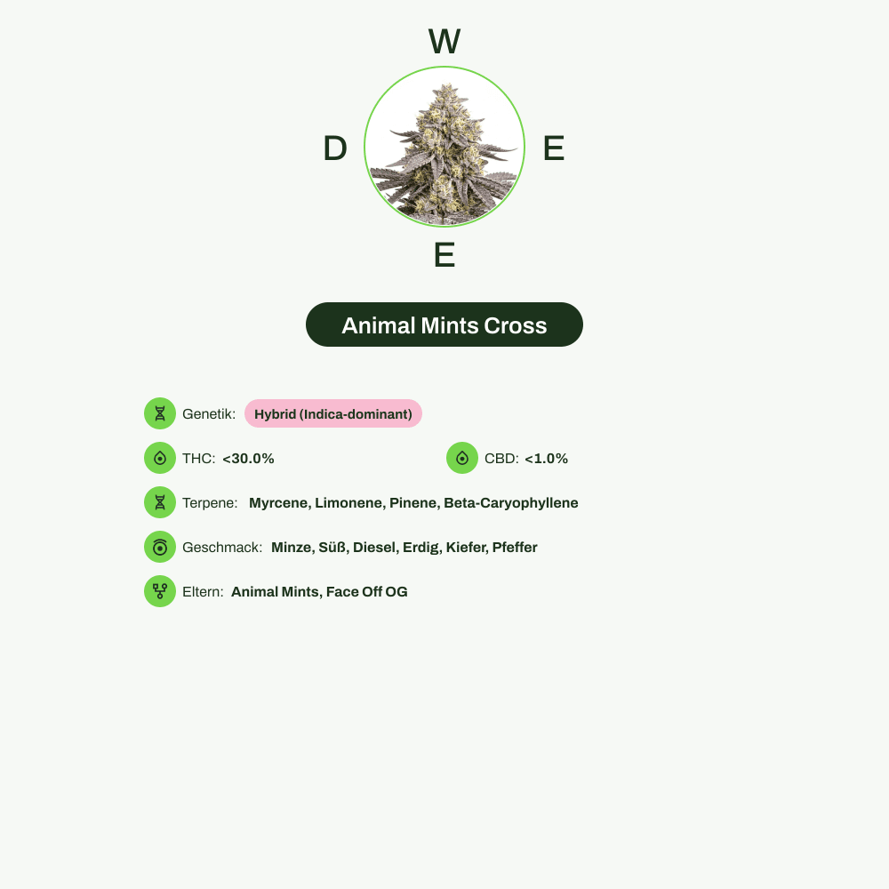 Infografik über THC-Gehalt, CBD-Gehalt, Terpene, Wirkungen, Geschmack von Animal Mints Cross