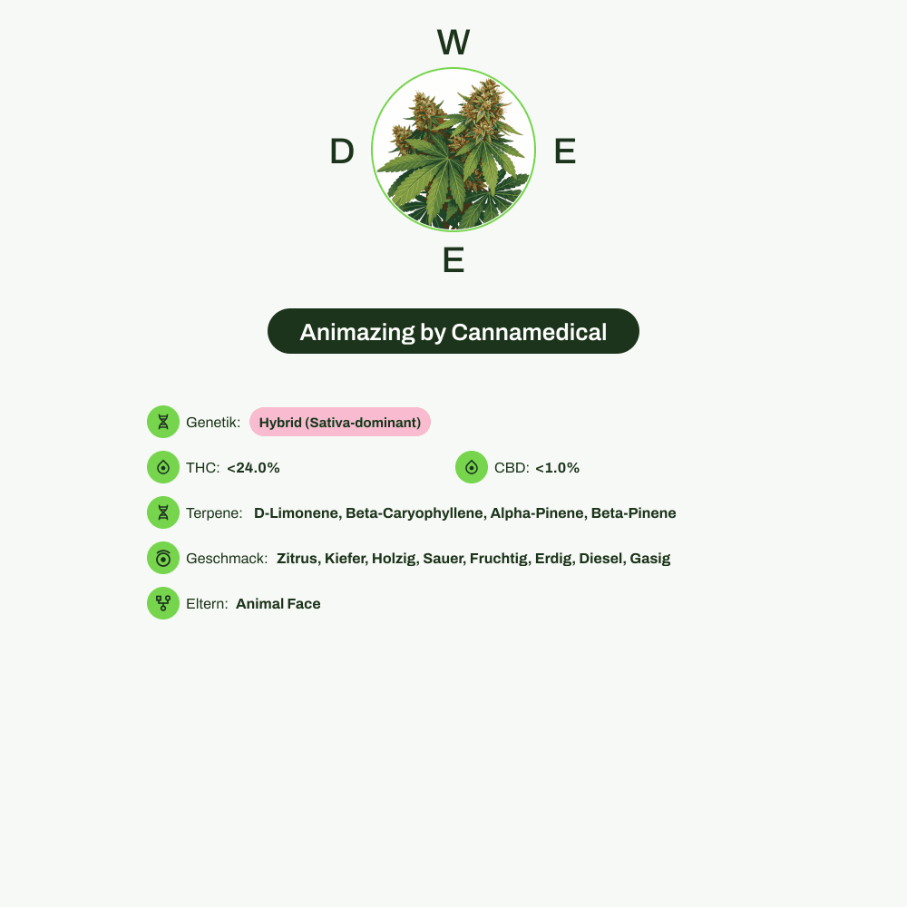 Infografik über THC-Gehalt, CBD-Gehalt, Terpene, Wirkungen, Geschmack von Animazing by Cannamedical