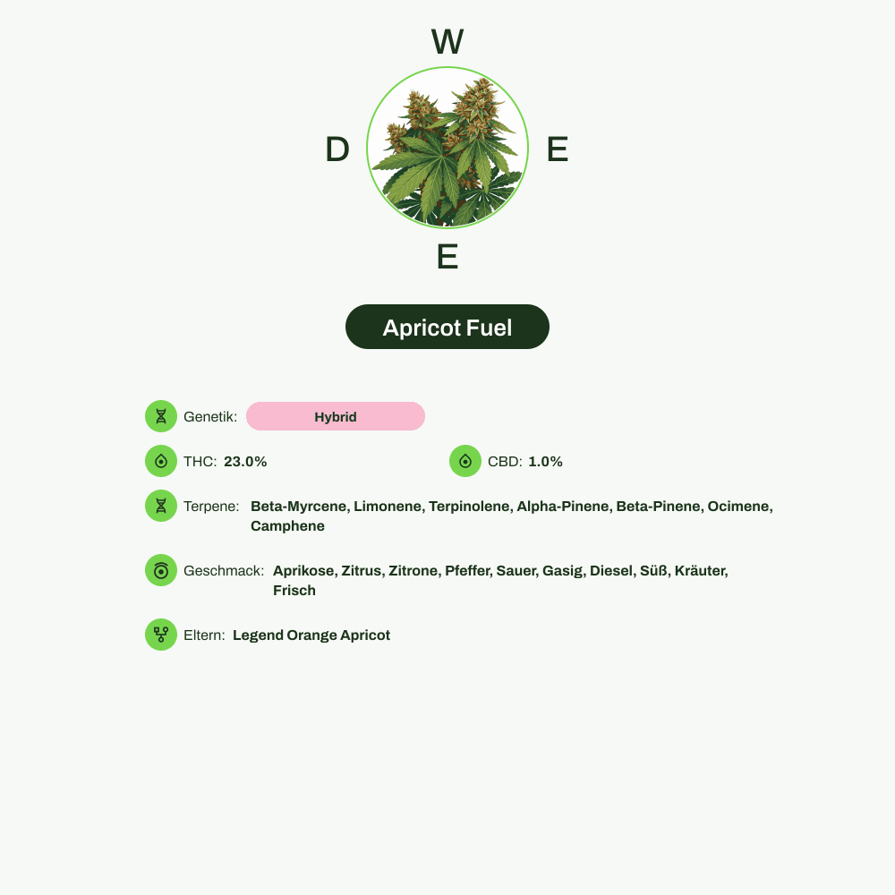 Infografik über THC-Gehalt, CBD-Gehalt, Terpene, Wirkungen, Geschmack von Apricot Fuel