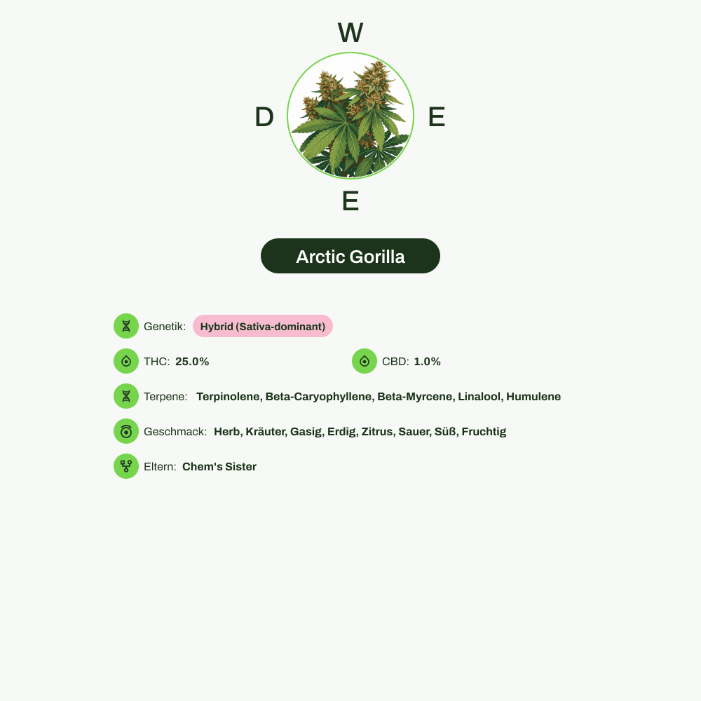 Infografik über THC-Gehalt, CBD-Gehalt, Terpene, Wirkungen, Geschmack von Arctic Gorilla