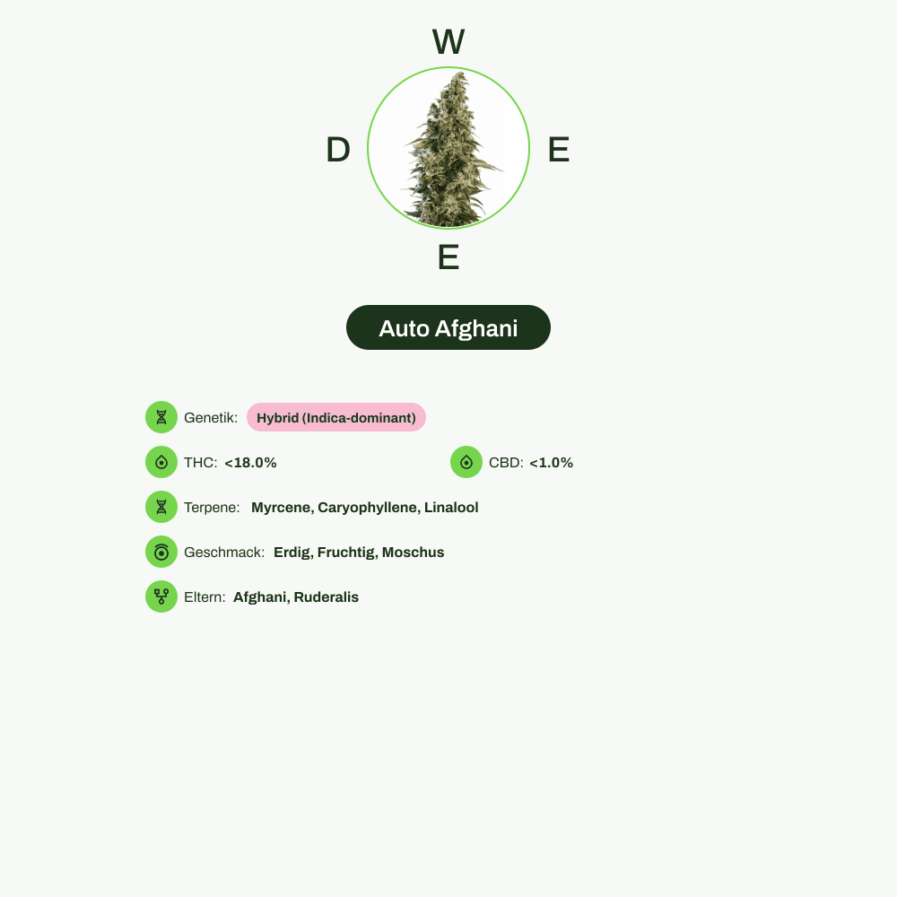 Infografik über THC-Gehalt, CBD-Gehalt, Terpene, Geschmack von Auto Afghani