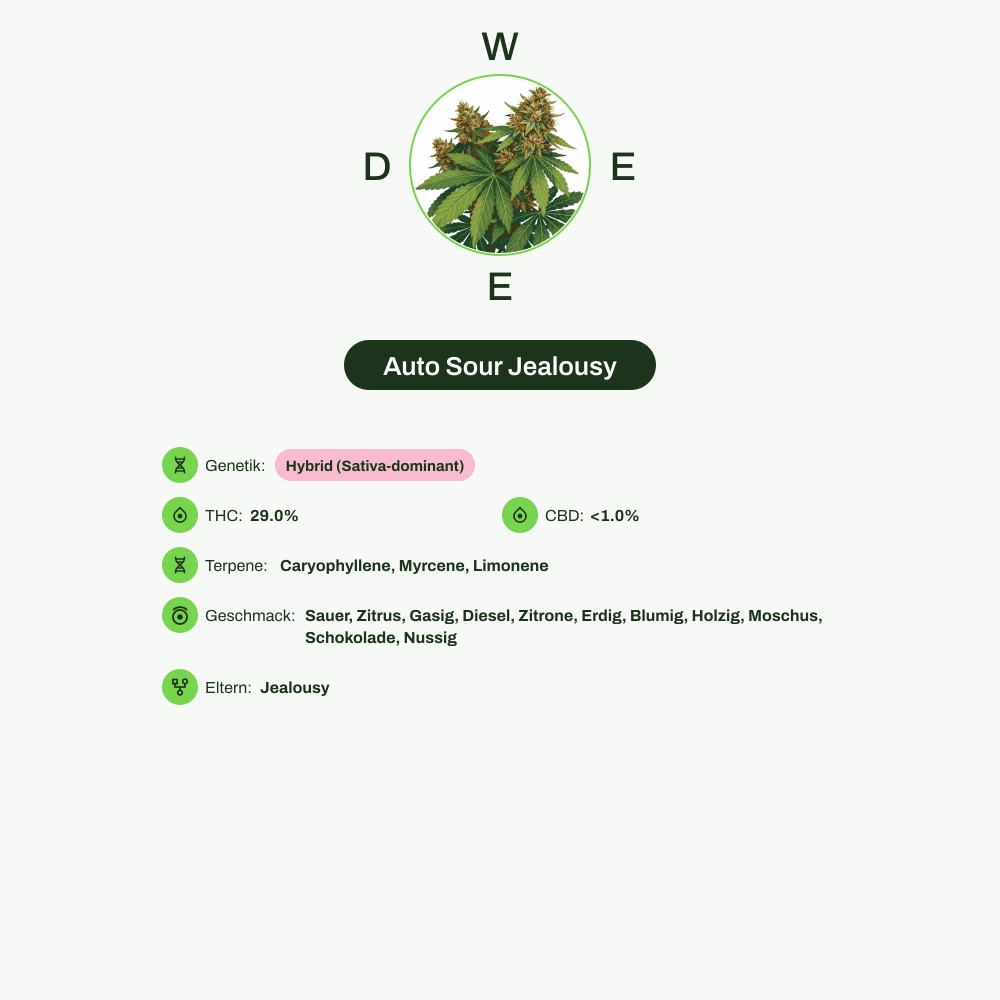 Infografik über THC-Gehalt, CBD-Gehalt, Terpene, Wirkungen, Geschmack von Auto Sour Jealousy