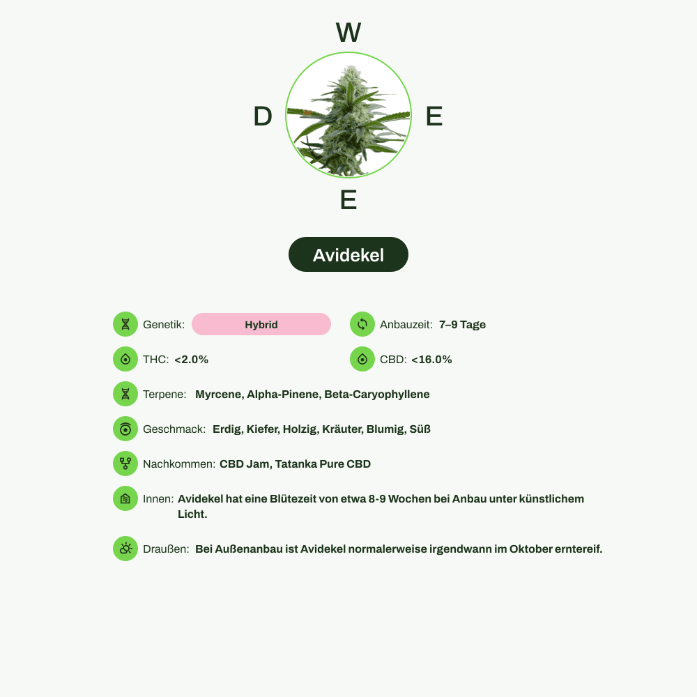 Infografik über THC-Gehalt, CBD-Gehalt, Terpene, Wirkungen, Geschmack von Avidekel