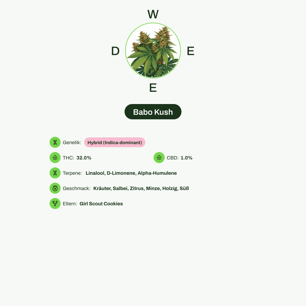 Infografik über THC-Gehalt, CBD-Gehalt, Terpene, Wirkungen, Geschmack von Babo Kush