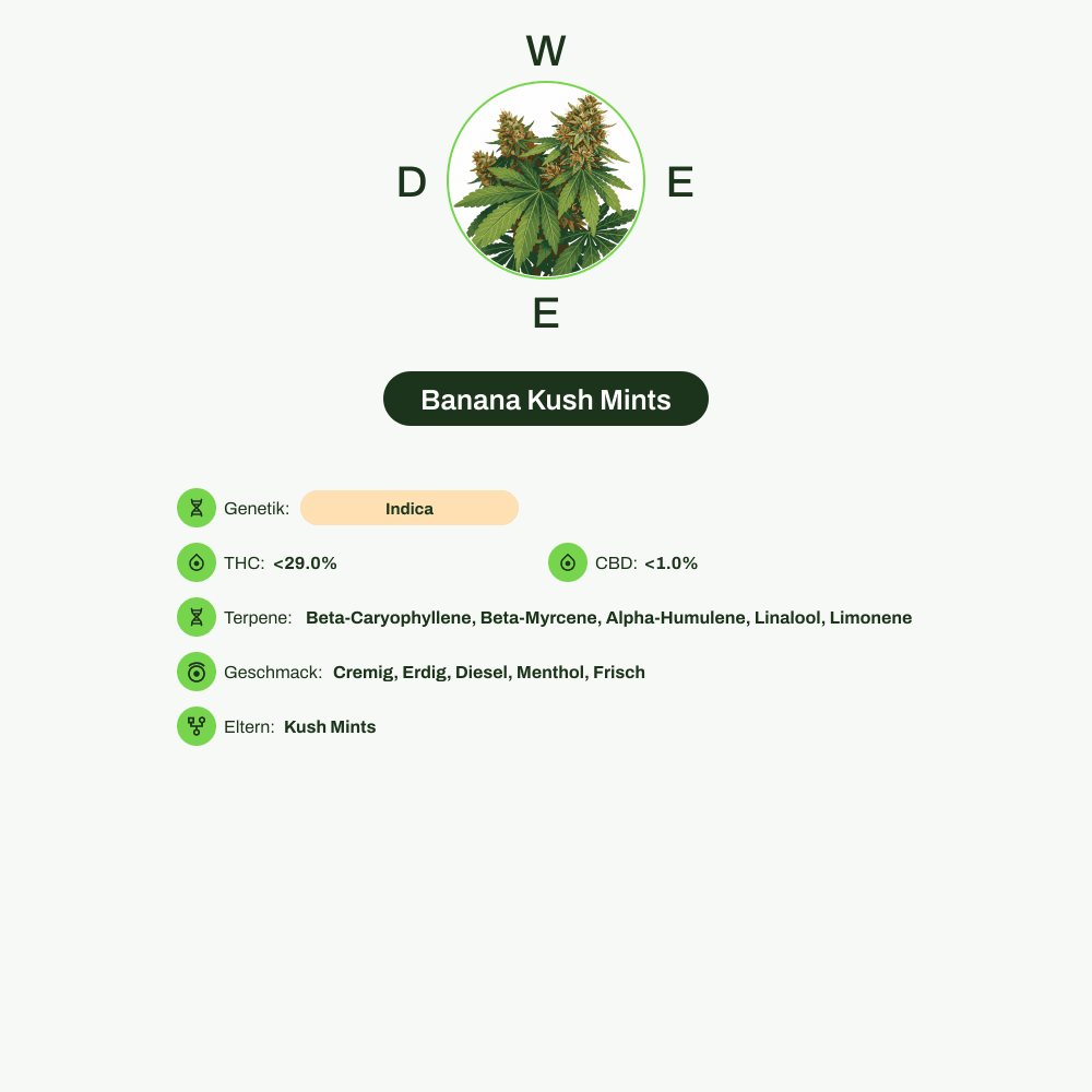 Infografik über THC-Gehalt, CBD-Gehalt, Terpene, Wirkungen, Geschmack von Banana Kush Mints