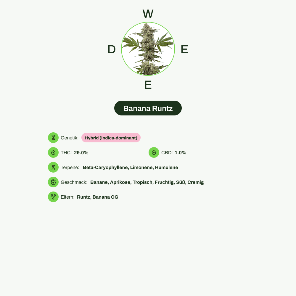 Infografik über THC-Gehalt, CBD-Gehalt, Terpene, Wirkungen, Geschmack von Banana Runtz
