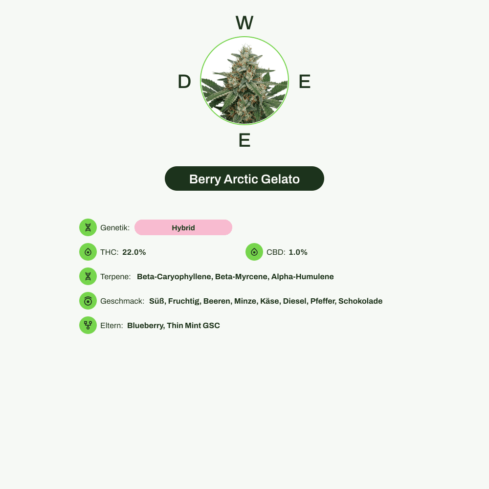 Infografik über THC-Gehalt, CBD-Gehalt, Terpene, Wirkungen, Geschmack von Berry Arctic Gelato