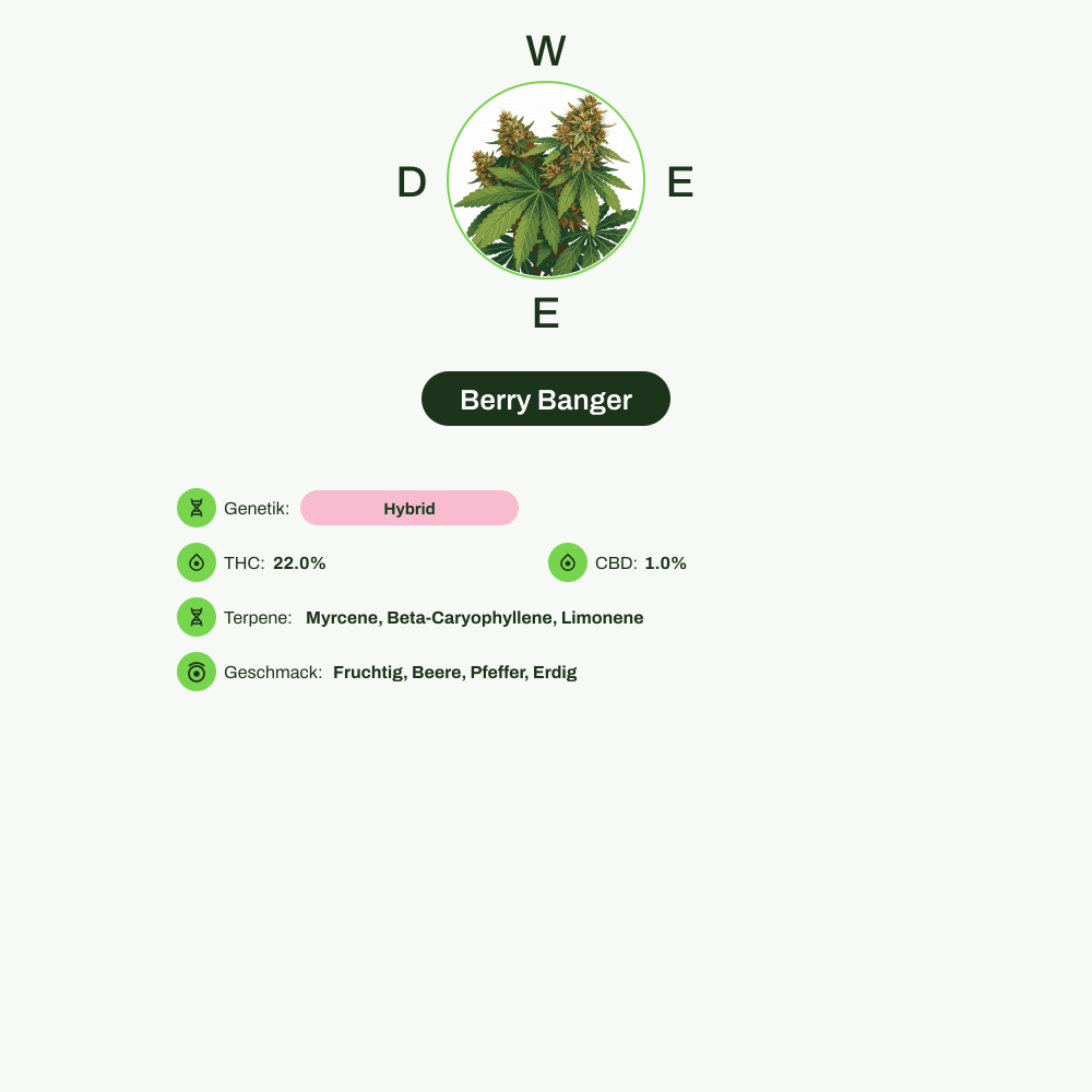 Infografik über THC-Gehalt, CBD-Gehalt, Terpene, Wirkungen, Geschmack von Berry Banger