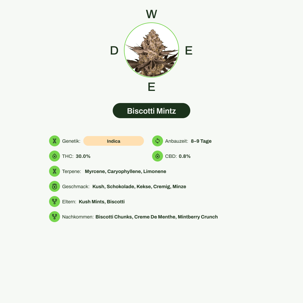 Infografik über THC-Gehalt, CBD-Gehalt, Terpene, Wirkungen, Geschmack von Biscotti Mintz