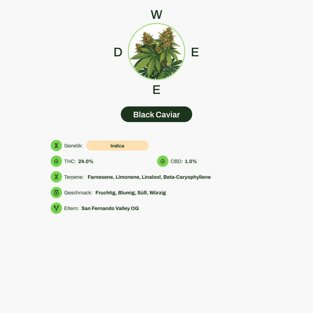 Infografik über THC-Gehalt, CBD-Gehalt, Terpene, Wirkungen, Geschmack von Black Caviar